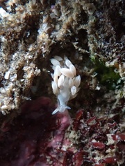 Trinchesia albocrusta