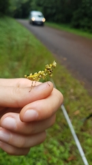 Callibia diana