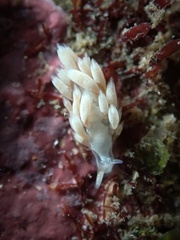 Trinchesia albocrusta