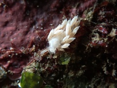 Trinchesia albocrusta