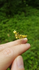 Callibia diana