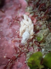 Trinchesia albocrusta