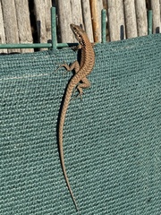 Phoenicolacerta laevis