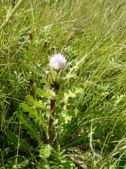Cirsium acaule esculentum