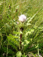 Cirsium acaule esculentum