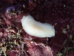 Cadlina flavomaculata