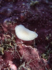 Cadlina flavomaculata