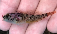 Oligocottus rubellio