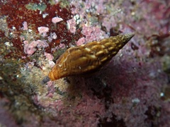 Pseudomelatoma