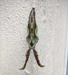 Hamadryas amphinome
