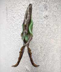 Hamadryas amphinome