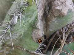 Hoplomutilla spinosa