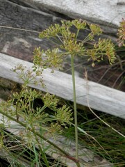 Cenolophium denudatum