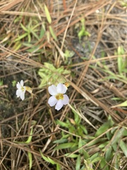 Pinguicula pumila