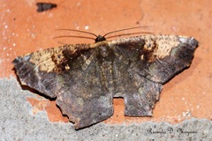 Paragonia cruraria