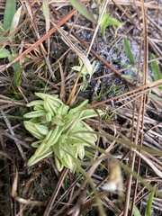 Pinguicula pumila