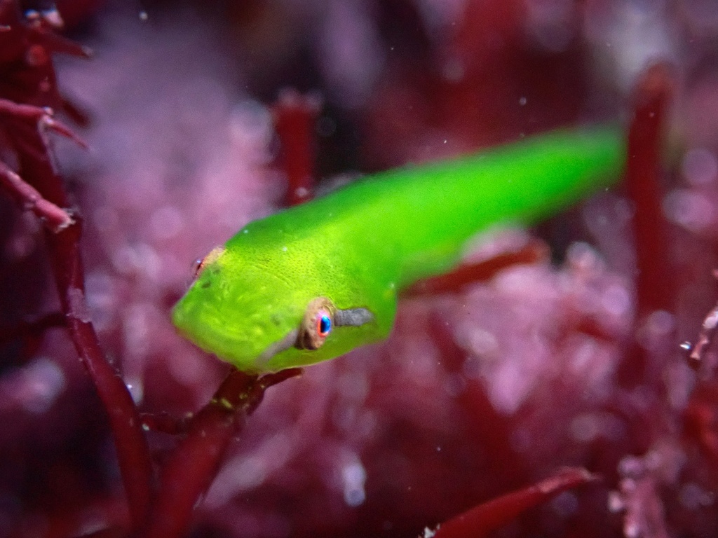 Slender Clingfish