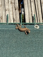 Phoenicolacerta laevis