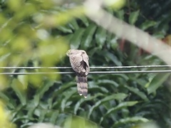 Hierococcyx sparverioides