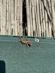 Phoenicolacerta laevis