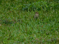 Sporophila telasco
