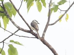 Pericrocotus cantonensis