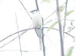 Pericrocotus cantonensis