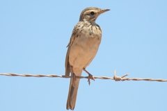Anthus cinnamomeus
