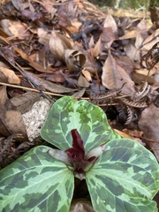 Trillium maculatum