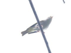 Erpornis zantholeuca