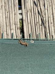 Phoenicolacerta laevis