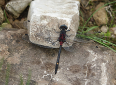Leucorrhinia orientalis