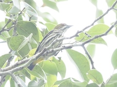 Dicaeum chrysorrheum