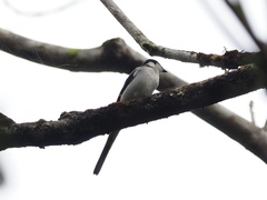 Pericrocotus divaricatus