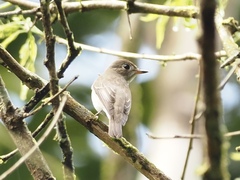 Muscicapa dauurica dauurica