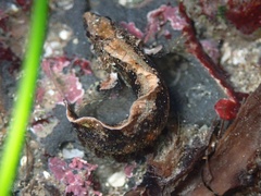 Paraclinus integripinnis