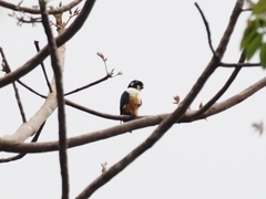 Microhierax fringillarius