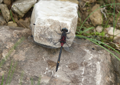 Leucorrhinia orientalis