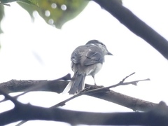 Pericrocotus cantonensis