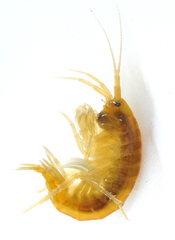 Gammarus lacustris