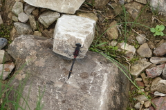 Leucorrhinia orientalis