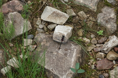 Leucorrhinia orientalis