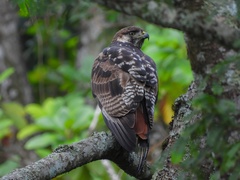 Buteo augur
