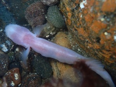 Typhlogobius californiensis