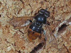 Blera fallax