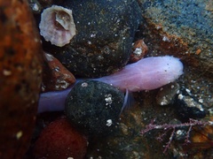 Typhlogobius californiensis