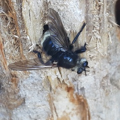 Laphria gibbosa