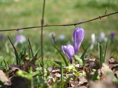 Crocus