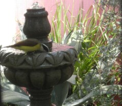 Pitangus sulphuratus