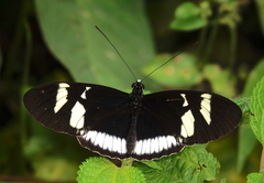 Heliconius cydno cydnides